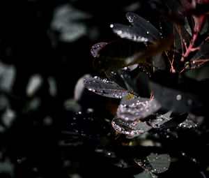 Preview wallpaper branch, leaves, dew, drops, wet