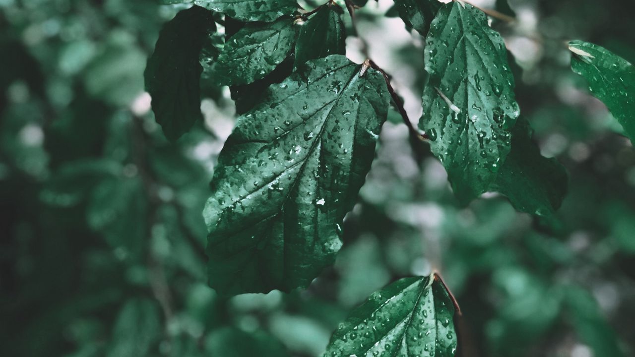 Wallpaper branch, leaves, drops