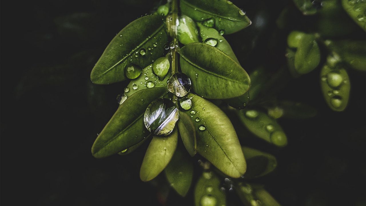 Wallpaper branch, leaves, drops, macro, plant