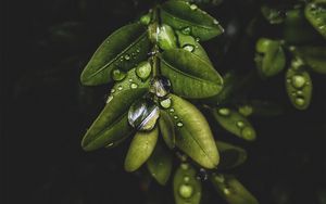 Preview wallpaper branch, leaves, drops, macro, plant