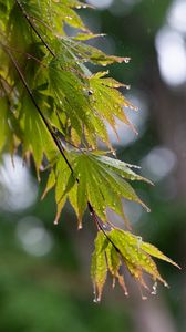 Preview wallpaper branch, leaves, drops, wet, rain