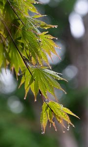 Preview wallpaper branch, leaves, drops, wet, rain