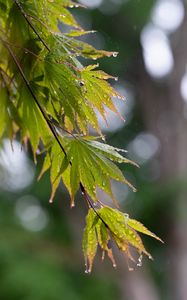 Preview wallpaper branch, leaves, drops, wet, rain