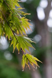 Preview wallpaper branch, leaves, drops, wet, rain