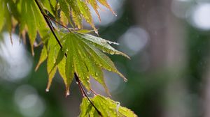 Preview wallpaper branch, leaves, drops, wet, rain