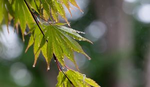 Preview wallpaper branch, leaves, drops, wet, rain