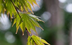 Preview wallpaper branch, leaves, drops, wet, rain