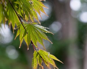 Preview wallpaper branch, leaves, drops, wet, rain