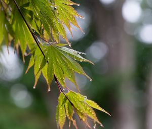 Preview wallpaper branch, leaves, drops, wet, rain