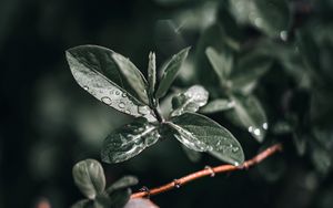 Preview wallpaper branch, leaves, drops, wet, macro