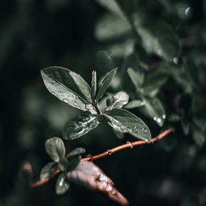 Preview wallpaper branch, leaves, drops, wet, macro