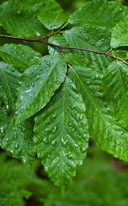 Preview wallpaper branch, leaves, drops, macro, wet, green