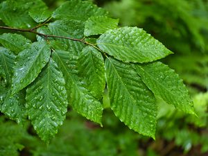 Preview wallpaper branch, leaves, drops, macro, wet, green