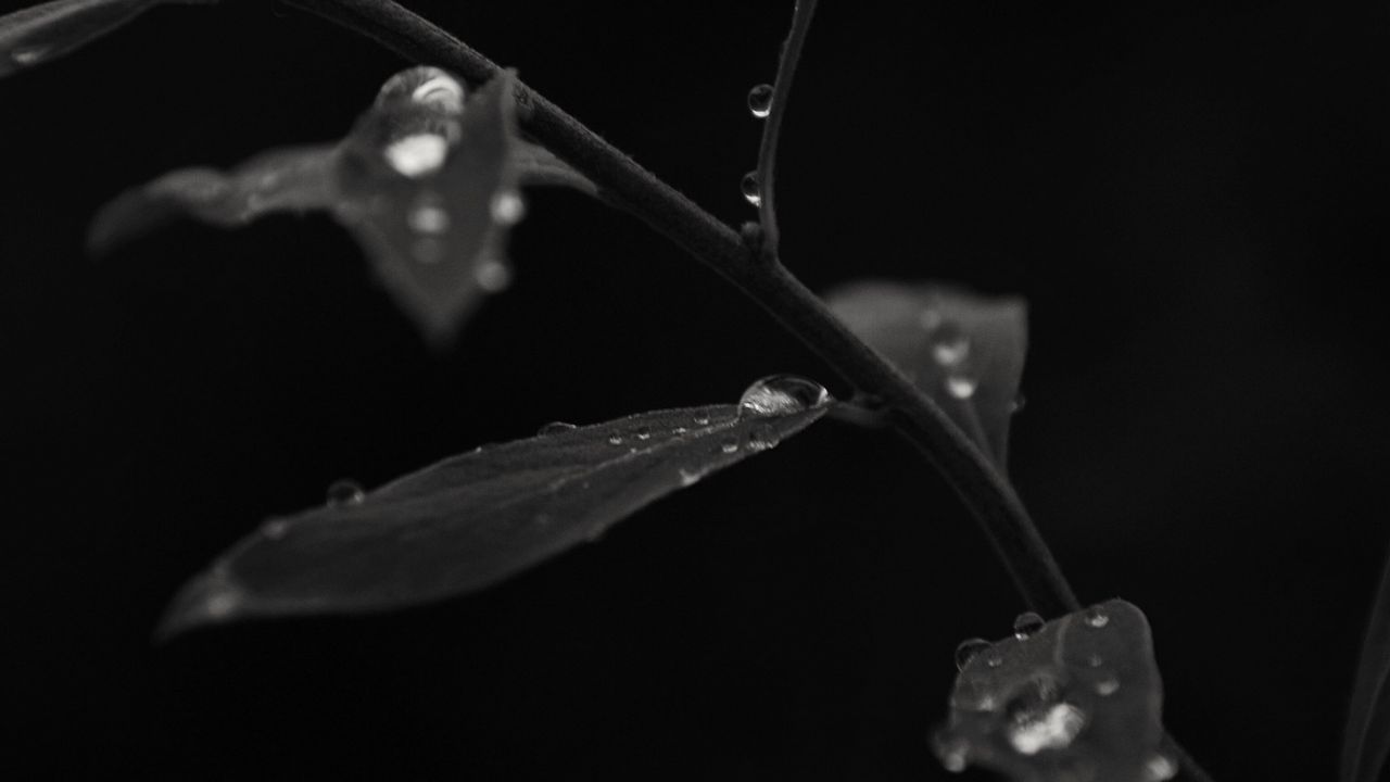 Wallpaper branch, leaves, drops, macro, black and white