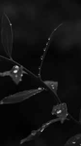 Preview wallpaper branch, leaves, drops, macro, black and white