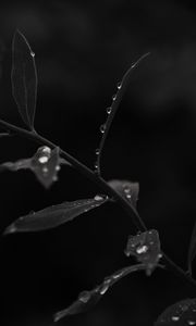 Preview wallpaper branch, leaves, drops, macro, black and white