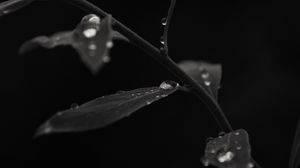 Preview wallpaper branch, leaves, drops, macro, black and white