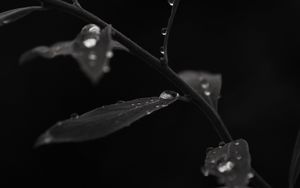 Preview wallpaper branch, leaves, drops, macro, black and white