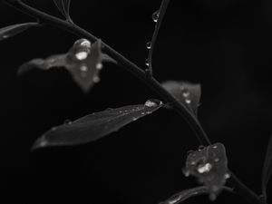 Preview wallpaper branch, leaves, drops, macro, black and white