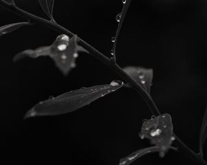 Preview wallpaper branch, leaves, drops, macro, black and white