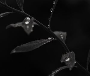 Preview wallpaper branch, leaves, drops, macro, black and white