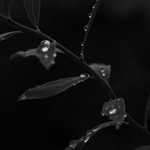 Preview wallpaper branch, leaves, drops, macro, black and white