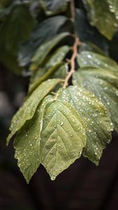 Preview wallpaper branch, leaves, drops, green, macro