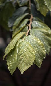 Preview wallpaper branch, leaves, drops, green, macro