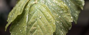 Preview wallpaper branch, leaves, drops, green, macro