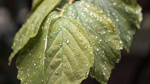 Preview wallpaper branch, leaves, drops, green, macro