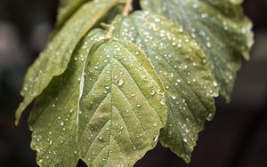 Preview wallpaper branch, leaves, drops, green, macro