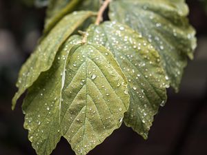 Preview wallpaper branch, leaves, drops, green, macro