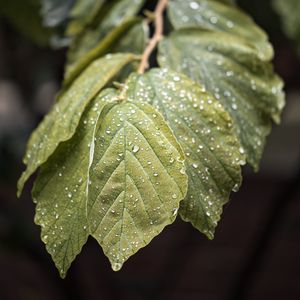 Preview wallpaper branch, leaves, drops, green, macro