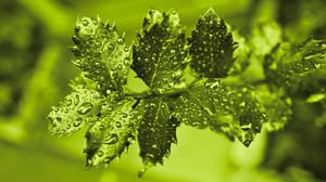 Preview wallpaper branch, leaves, drops, macro