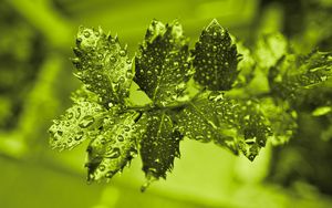 Preview wallpaper branch, leaves, drops, macro