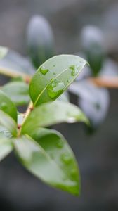 Preview wallpaper branch, leaves, drops, macro, blur