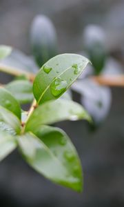 Preview wallpaper branch, leaves, drops, macro, blur