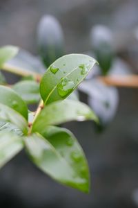 Preview wallpaper branch, leaves, drops, macro, blur