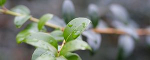 Preview wallpaper branch, leaves, drops, macro, blur