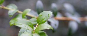 Preview wallpaper branch, leaves, drops, macro, blur