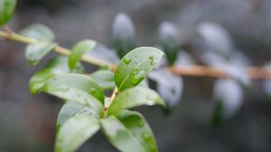 Preview wallpaper branch, leaves, drops, macro, blur