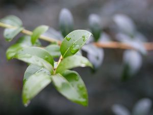 Preview wallpaper branch, leaves, drops, macro, blur