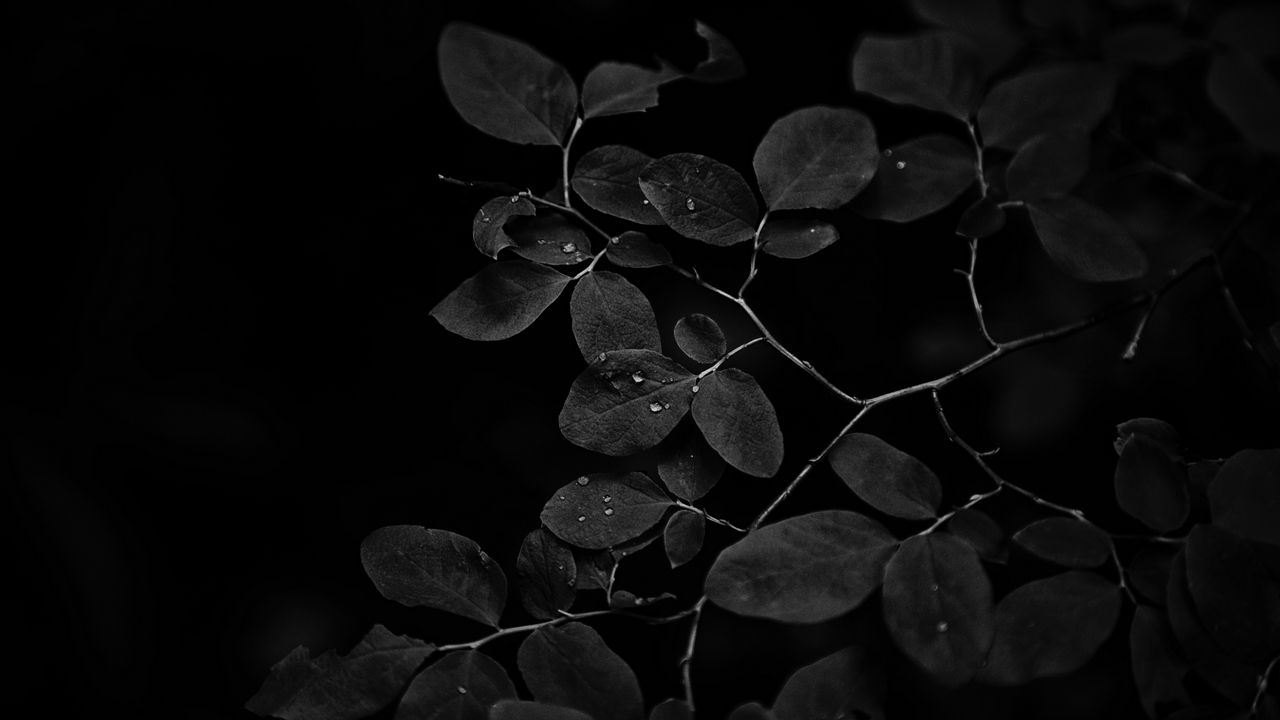 Wallpaper branch, leaves, drops, dark, black and white