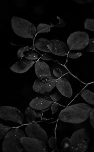 Preview wallpaper branch, leaves, drops, dark, black and white