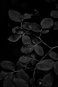 Preview wallpaper branch, leaves, drops, dark, black and white