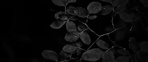 Preview wallpaper branch, leaves, drops, dark, black and white