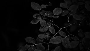 Preview wallpaper branch, leaves, drops, dark, black and white