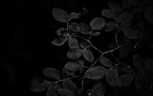 Preview wallpaper branch, leaves, drops, dark, black and white