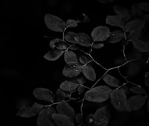 Preview wallpaper branch, leaves, drops, dark, black and white