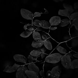 Preview wallpaper branch, leaves, drops, dark, black and white